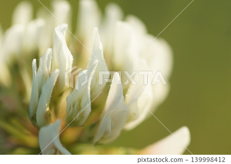 White clover White clover 139998412