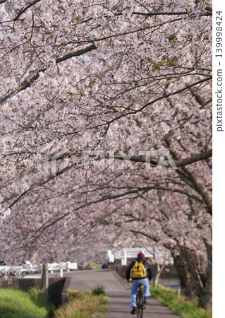 Go cherry blossom trees Go cherry blossom trees 139998424