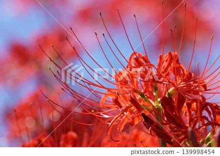 red spider lily red spider lily 139998454