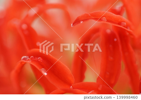 The crimson of the red spider lily The crimson of the red spider lily 139998460