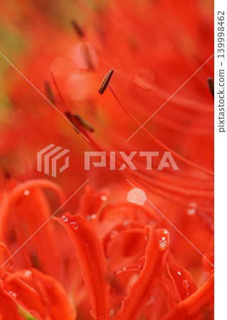 red spider lily red spider lily 139998462