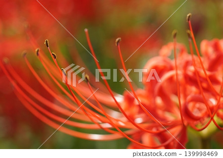 red spider lily 139998469