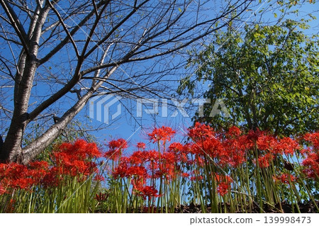 A cluster amaryllis that shines in the blue sky 139998473