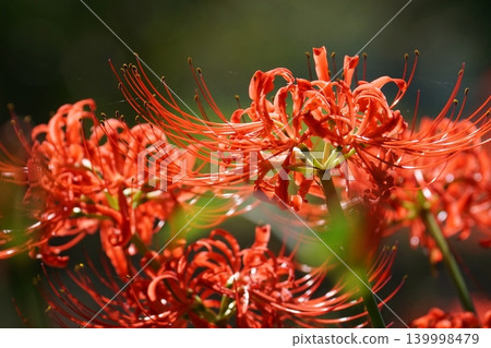 red spider lily 139998479