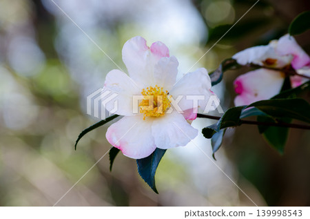 茶梅花特寫 茶梅花特寫 139998543