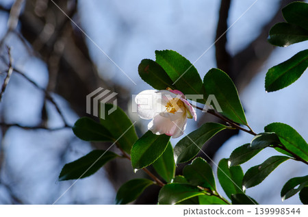 茶梅花特寫 茶梅花特寫 139998544