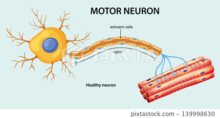 Motor Neuron Transmitting Signal to Muscle Fibers Motor Neuron Transmitting Signal to Muscle Fibers 139998630