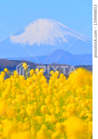 二宮町東山公園:油菜花田和富士山 二宮町東山公園:油菜花田和富士山 139998653