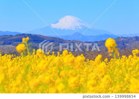 二宮町東山公園：油菜花田和富士山 139998654