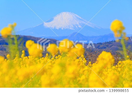 二宮町東山公園:油菜花田和富士山 二宮町東山公園:油菜花田和富士山 139998655