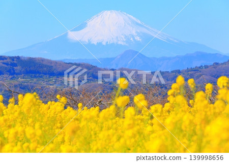 二宮町東山公園：油菜花田和富士山 139998656