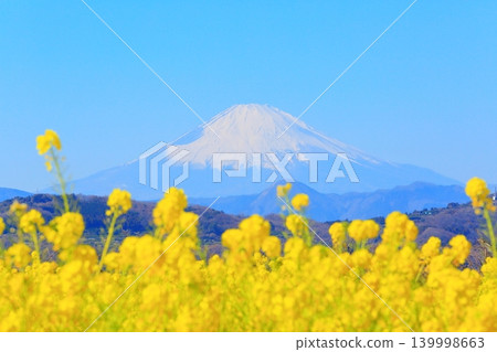二宮町東山公園:油菜花田和富士山 二宮町東山公園:油菜花田和富士山 139998663