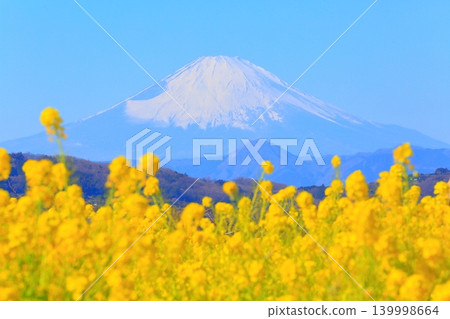 二宮町東山公園:油菜花田和富士山 二宮町東山公園:油菜花田和富士山 139998664