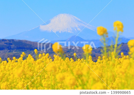 二宮町東山公園:油菜花田和富士山 二宮町東山公園:油菜花田和富士山 139998665
