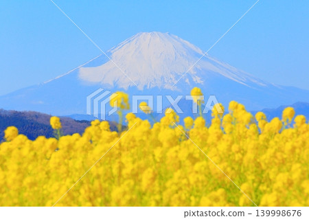 二宮町東山公園:油菜花田和富士山 二宮町東山公園:油菜花田和富士山 139998676