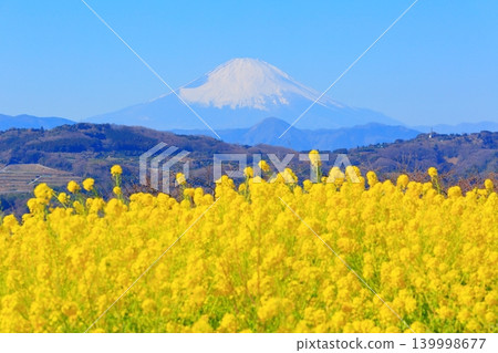 Ninomiya Town Azumayama Park: Rapeseed flower fields and Mount Fuji Ninomiya Town Azumayama Park: Rapeseed flower fields and Mount Fuji 139998677
