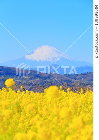 二宮町東山公園:油菜花田和富士山 二宮町東山公園:油菜花田和富士山 139998684