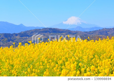 Ninomiya Town Azumayama Park: Rapeseed flower fields and Mount Fuji Ninomiya Town Azumayama Park: Rapeseed flower fields and Mount Fuji 139998694