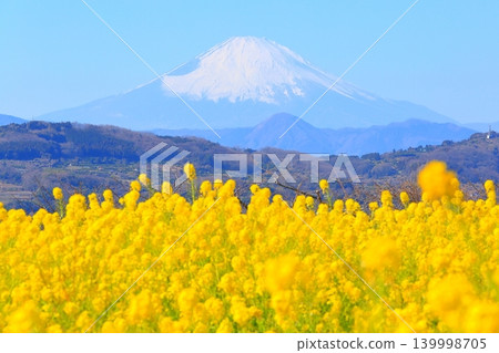 二宮町東山公園:油菜花田和富士山 二宮町東山公園:油菜花田和富士山 139998705