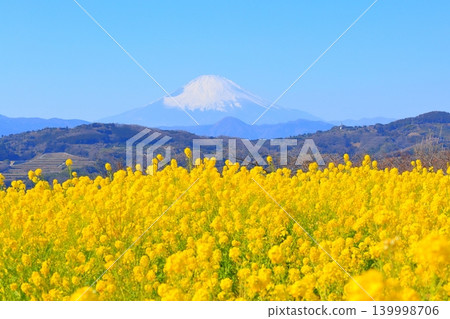 Ninomiya Town Azumayama Park: Rapeseed flower fields and Mount Fuji Ninomiya Town Azumayama Park: Rapeseed flower fields and Mount Fuji 139998706