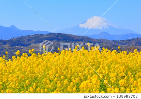 Ninomiya Town Azumayama Park: Rapeseed flower fields and Mount Fuji Ninomiya Town Azumayama Park: Rapeseed flower fields and Mount Fuji 139998708