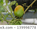 Ripening Tomato Growing on Plant in Garden Close Up, Organic Agriculture Concept 139998778