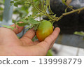 Hand Holding Ripening Tomato on Plant in Home Garden, Organic Tomato Harvest Close Up 139998779