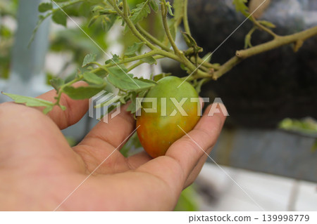 Hand Holding Ripening Tomato on Plant in Home Garden, Organic Tomato Harvest Close Up Hand Holding Ripening Tomato on Plant in Home Garden, Organic Tomato Harvest Close Up 139998779