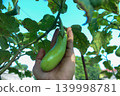 Fresh Green Eggplant Growing on Plant with Hand Holding in Organic Garden 139998781