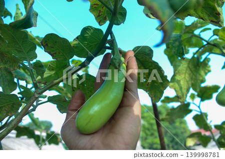 Fresh Green Eggplant Growing on Plant with Hand Holding in Organic Garden Fresh Green Eggplant Growing on Plant with Hand Holding in Organic Garden 139998781