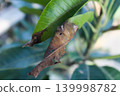 Close Up of Damaged Mango Leaves with Brown Spots and Pest Holes on Tree 139998782
