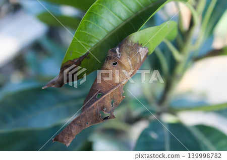 Close Up of Damaged Mango Leaves with Brown Spots and Pest Holes on Tree 139998782