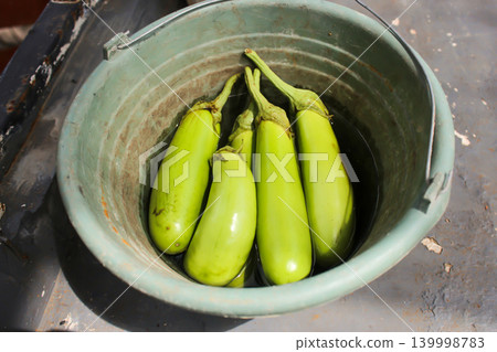 resh Green Eggplants Soaking in Water Inside Plastic Bucket Harvested Organic Vegetables Close Up resh Green Eggplants Soaking in Water Inside Plastic Bucket Harvested Organic Vegetables Close Up 139998783