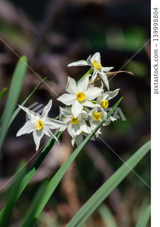 The delicate daffodil flowers herald the arrival of spring. The delicate daffodil flowers herald the arrival of spring. 139998804