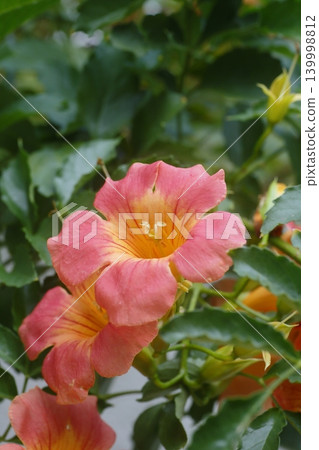 Orange-nosed foliage flower Orange-nosed foliage flower 139998812