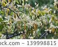 White primrose flowers 139998815