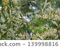 White primrose flowers 139998816