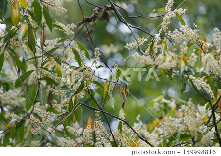 White primrose flowers 139998816