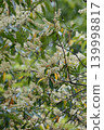 White primrose flowers 139998817