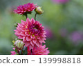 Red dahlia flower 139998818