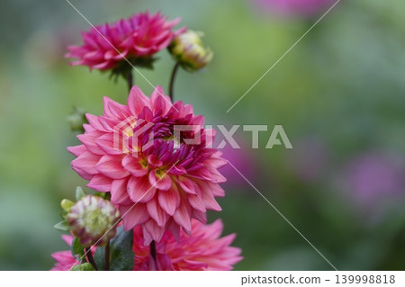 Red dahlia flower 139998818