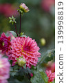 Red dahlia flower 139998819