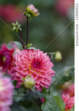 Red dahlia flower 139998819