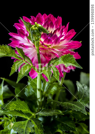 Stunning Red and White Dahlia Flower on Black Background 139998898