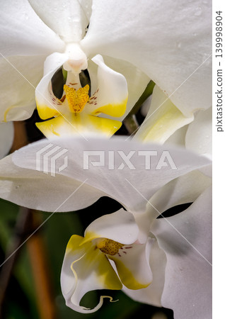 Elegant White Phalaenopsis Orchid Flowers Blooming Isolated On Black Background Elegant White Phalaenopsis Orchid Flowers Blooming Isolated On Black Background 139998904