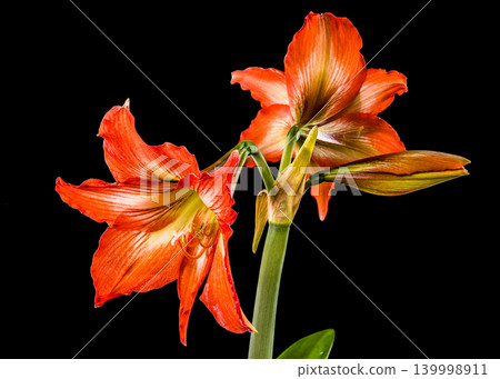 Stunning Orange Hippeastrum Amaryllis Flower Blooming Against a Solid Black Background Stunning Orange Hippeastrum Amaryllis Flower Blooming Against a Solid Black Background 139998911