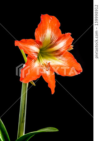 Stunning Orange Hippeastrum Amaryllis Flower Blooming Against a Solid Black Background Stunning Orange Hippeastrum Amaryllis Flower Blooming Against a Solid Black Background 139998912