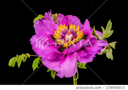 Vibrant Purple Tree Peony Flower Macro on Black Background Vibrant Purple Tree Peony Flower Macro on Black Background 139998913