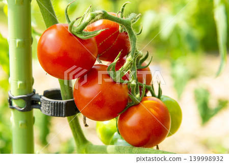 夏日家庭花園豐收的景象:綠色的莖稈上結滿了紅色的果實。 夏日家庭花園豐收的景象:綠色的莖稈上結滿了紅色的果實。 139998932