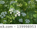 一片莎草花田，一片春日森林 139998953